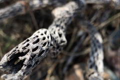 Cholla-branch-by-Colleen-Cooley