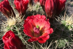 Claret-cup-cactus-by-Colleen-Cooley