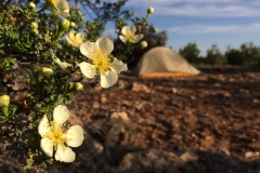 Cliffrose-by-Colleen-Cooley