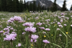 Colorado-flowers-by-Colleen-Cooley