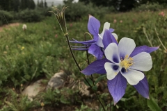 Columbine-by-Colleen-Cooley