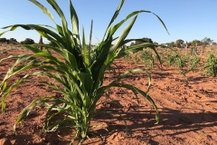 Corn-in-Shonto-by-Colleen-Cooley