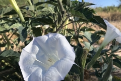 Datura-by-Colleen-Cooley