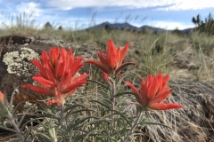 Paintbrush-by-Colleen-Cooley