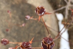 Purple-pods-by-Colleen-Cooley