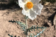SW-Prickly-poppy-by-Colleen-Cooley