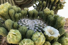 Saguaro-in-bloom-by-Colleen-Cooley