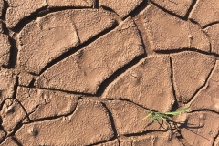 Sonoran-desert-by-Colleen-Cooley